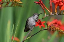 300 + 무료 AnnaS & 자연 이미지 - Pixabay