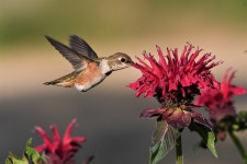 Rufous Hummingbird Bird Animal - Free photo on Pixabay