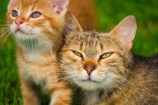 Kitten Cat Pet - Free photo on Pixabay