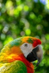 Parrot Bird Perched - Free photo on Pixabay