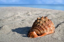 Sea Shell Clam - Free photo on Pixabay - Pixabay Sea Shell Clam - Free photo on Pixabay