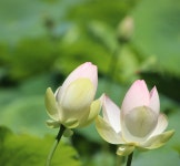 Lotuses Flowers Lotus - Free photo on Pixabay