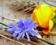 300+ Free Chicories & Chicory Photos - Pixabay