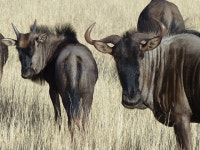 80+ Free Gnus & Wildebeest Photos - Pixabay