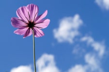 50,000+ Free Heaven & Nature Photos - Pixabay