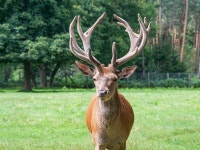 Deer Animal Mammal - Free photo on Pixabay