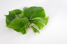 Leaves Foliage Plants - Free photo on Pixabay