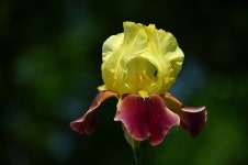 Sword Lily Iris Flower Yellow - Free photo on Pixabay