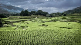 Rice Terraces Fields Japan - Free photo on Pixabay