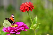 Butterfly Peacock Flower - Free photo on Pixabay