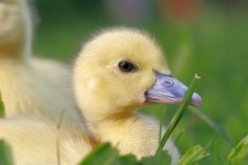 Ducklings Pair Birds - Free photo on Pixabay - Pixabay Ducklings Pair Birds - Free photo on Pixabay
