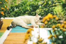 40,000+ Free Garden Cat & Cat Photos - Pixabay
