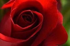Red Rose Flower - Free photo on Pixabay
