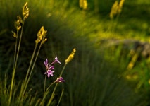 Flowers Nature Bloom - Free photo on Pixabay Free Image on Pixabay - Flowers, Nature, Bloom, Blossom