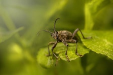 Black-Spotted Longhorn Beetle - Free photo on Pixabay Free Image on Pixabay - Black-Spotted Longhorn Beetle