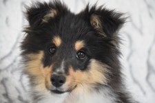 Puppy Sheltie Pet - Free photo on Pixabay - Pixabay Puppy Sheltie Pet - Free photo on Pixabay