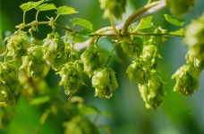 Hop Beer Brew - Free photo on Pixabay