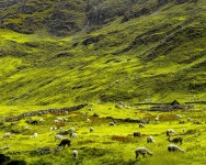 목장 한 지방 자연 - Pixabay의 무료 사진