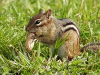 1,000+ Free Chipmunks & Nature Photos - Pixabay