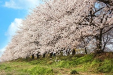Cherry Blossoms Spring Park - Free photo on Pixabay