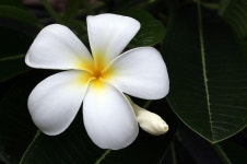 Plumeria 꽃 프랜저패니 흰 - Pixabay의 무료 사진