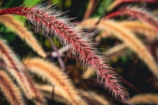 Foxtail Plant Blossom - Free photo on Pixabay