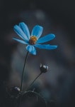 100,000개 이상 무료 야생화 및 자연 사진 - Pixabay