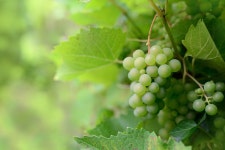 3,000+ Free Ranke & Vine Images - Pixabay