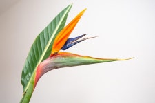 50,000+ Free Tropical Flower & Nature Photos - Pixabay