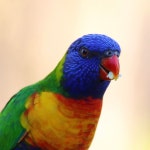 1,000개 이상 무료 진 훙 잉 꼬 및 자연 사진 - Pixabay