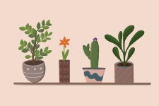 Download Cactus, Plants, Pots. Royalty-Free Stock Illustration Image - Pixabay Download Cactus, Plants, Pots. Royalty-Free Stock... 