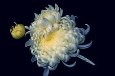 Page 2 - 90,000+ Free Pink Chrysanthemum Margarita & Chrysanthemum Images - Pixabay