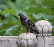 30+ Free Baluster & Architecture Photos - Pixabay