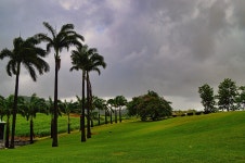 자연 나무 밖의 야 자 - Pixabay의 무료 사진