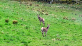 사슴 친구들 동물 야생 - Pixabay의 무료 사진