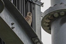 8 + 무료 아 Falcon & 자연 이미지 - Pixabay