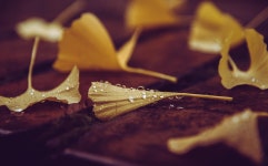 Ginkgo Leaves Fall - Free photo on Pixabay