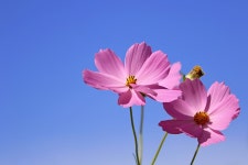 6,000개 이상 무료 Cosmos 및 자연 사진 - Pixabay