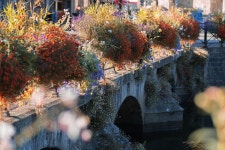 Bridge Flower Blossoms - Free photo on Pixabay Free Image on Pixabay - Bridge, Flower, Blossoms