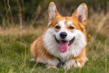 Corgi Dog Pet Pembroke Welsh - Free photo on Pixabay