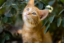 Cat Kitten Pet - Free photo on Pixabay