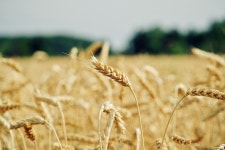 Wheat Cereal Grains Field - Free photo on Pixabay - Pixabay Wheat Cereal Grains Field - Free photo on Pixabay