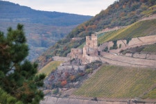 수도원 라인 계곡 포도원 Rudesheim - Pixabay의 무료 사진