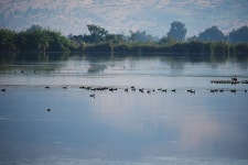 Lake Nature Birds Hula - Free photo on Pixabay Free Image on Pixabay - Lake, Nature, Birds, Hula Valley