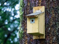 10+ Free Nestbox & Nature Images - Pixabay