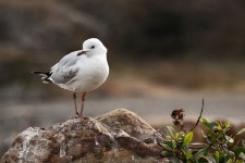 Seagull Bird Birds - Free photo on Pixabay