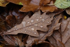 Leaves Nature Autumn - Free photo on Pixabay