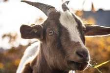 Goat Animal Livestock - Free photo on Pixabay