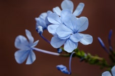 30,000+ Free In Bloom & Nature Photos - Pixabay