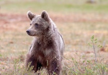 70,000+ Free European Brown Bear & Bear Photos - Pixabay